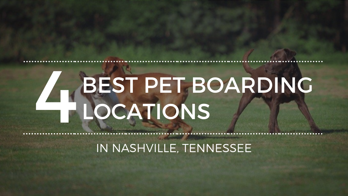 Boarding Your Pet In Nashville? All About the Best Boarding Companies