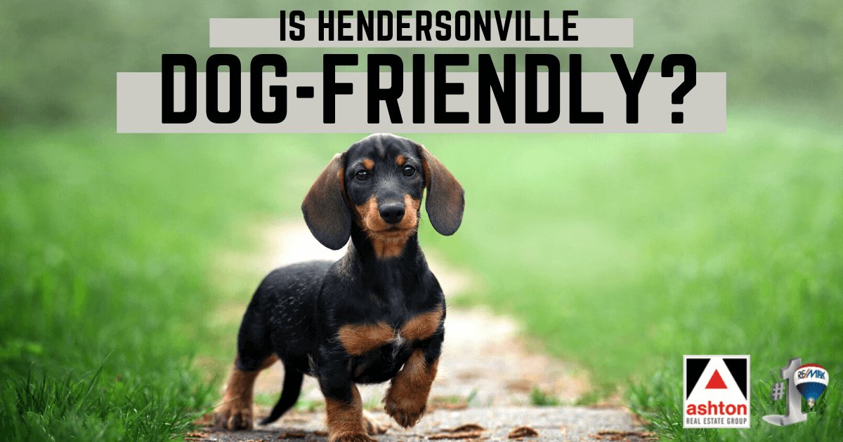 Things to Do With Dogs in Hendersonville, TN