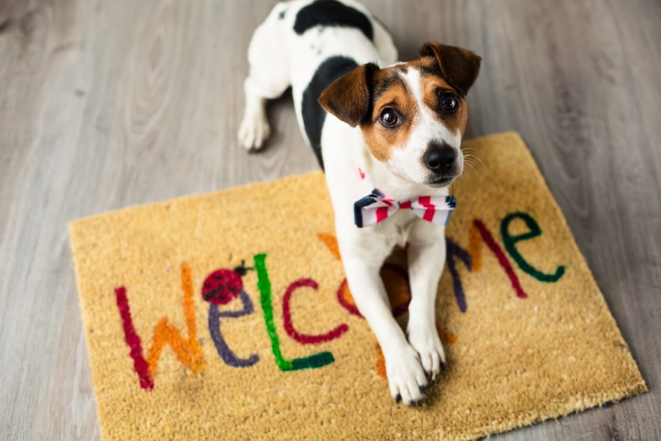 5 Ways to Create a Low-Stress Home Selling Process, Even With Pets