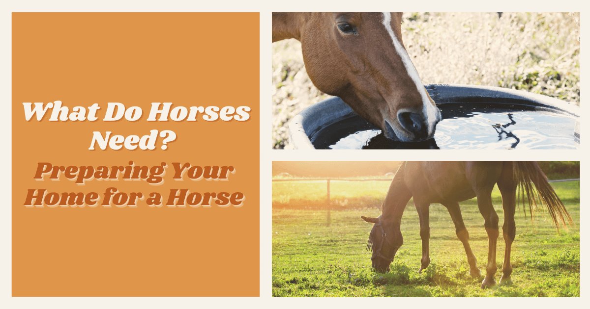 How to Prepare Your Property For a Horse