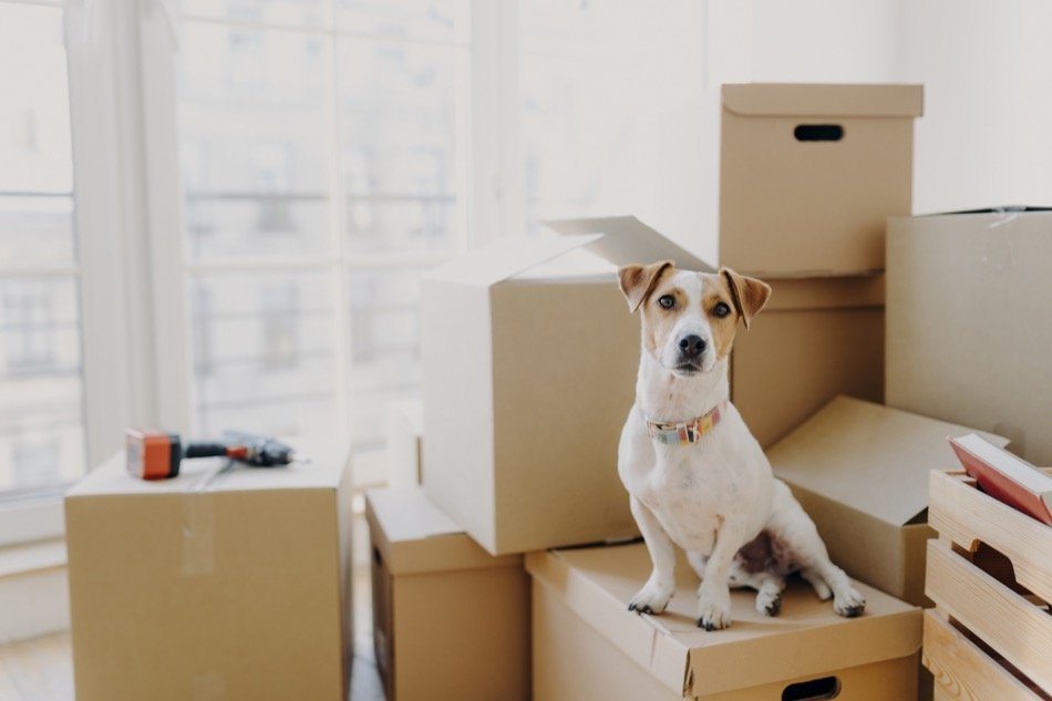 4 Tips For Moving to a New Home With a Pet