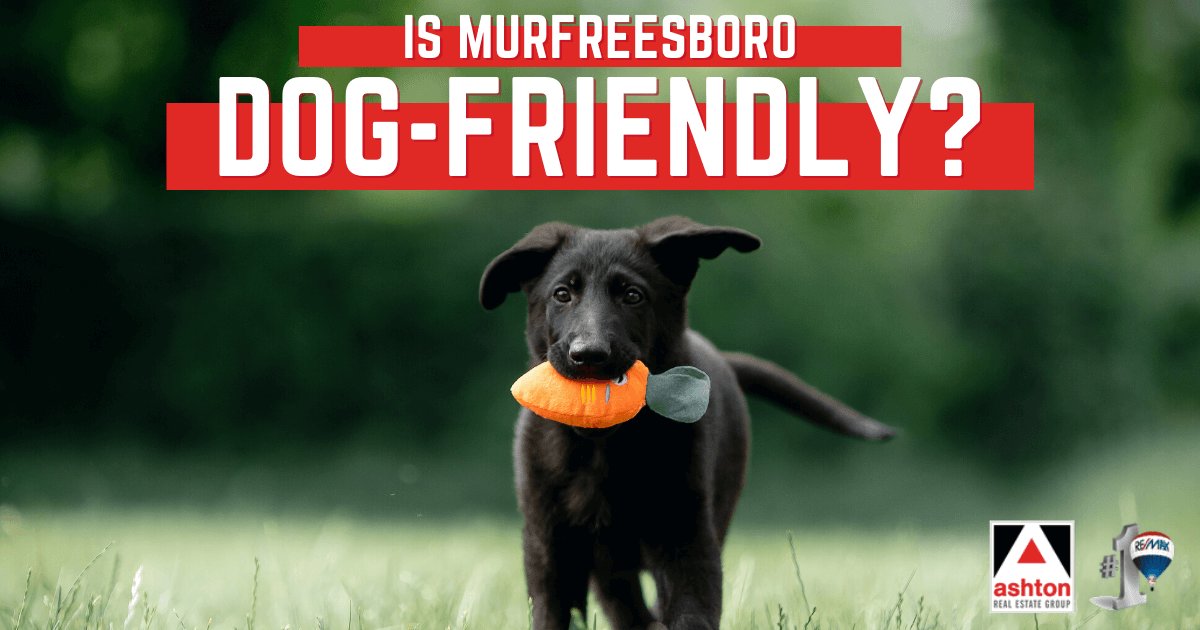 Things to Do With Dogs in Murfreesboro, TN