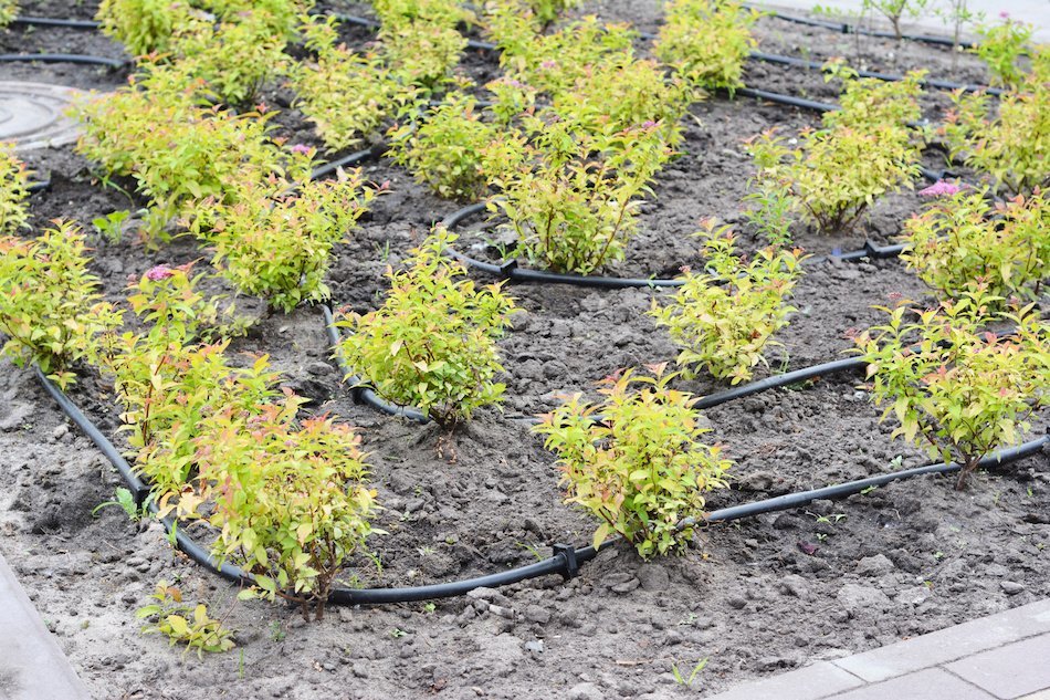 How to Place Drip Irrigation Tubes
