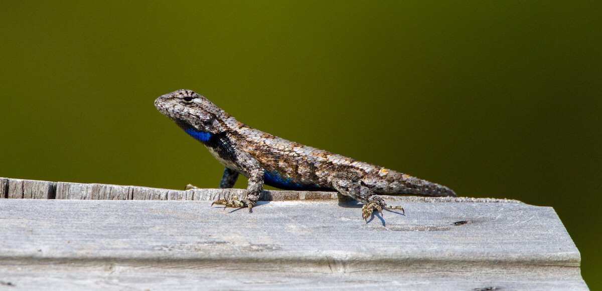 Eastern Fence Lizards Have Surprising Blue Underbellies